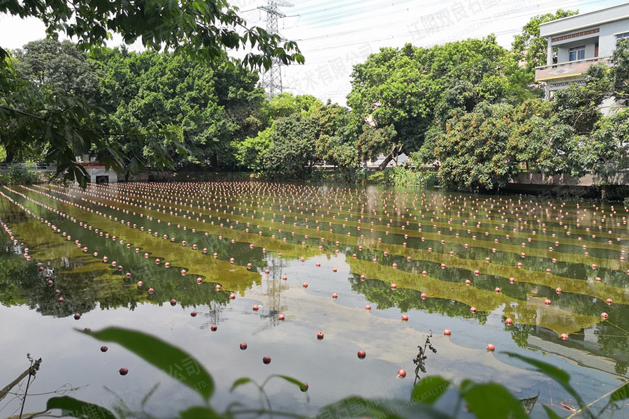 未截污坑塘池塘解除黑臭-广东省汉中市滘联社区刘屋景观塘