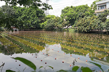 未截污坑塘池塘解除黑臭-广东省汉中市滘联社区刘屋景观塘