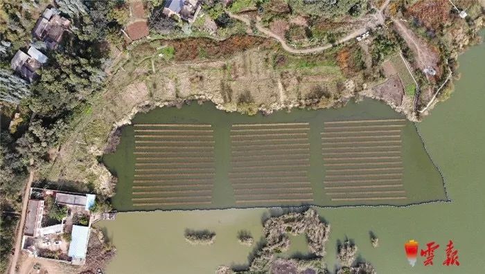 且看这个“不单一的网”若何改善大理洱源水生态建复环境