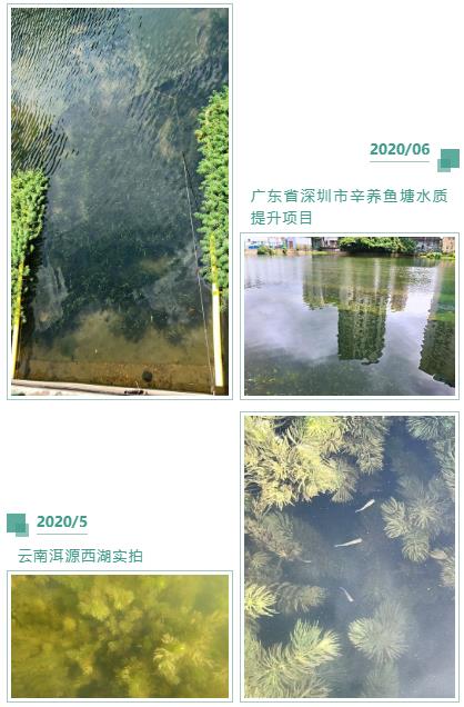 城市河道传染治理技术（二）