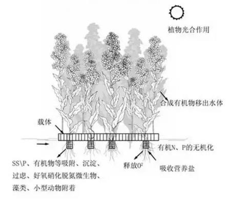 生态浮岛该若何用植物又该怎么选择？