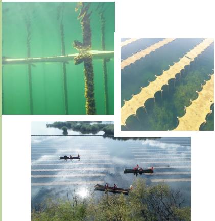 河湖生态建复中常利用生态浮岛技术实现净化水质营造景观甚至收成经济作物的成效。