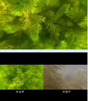 泽尼特为向阳溪污水处置厂提供水环境治理规划