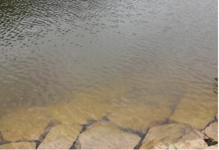 新闻转载｜汾湖第一大湖泊整治，指标：水清、湖畅、岸绿、景美
