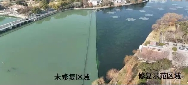 媒体聚焦｜建复水生态，波叶海菜花现身漯河江宁